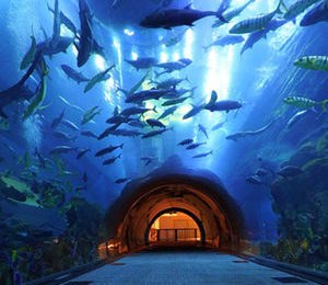 Dubai Aquarium & Underwater Zoo 1