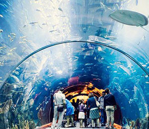 Dubai Aquarium & Underwater Zoo2