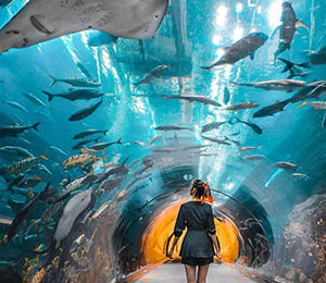 Dubai Aquarium & Underwater Zoo3